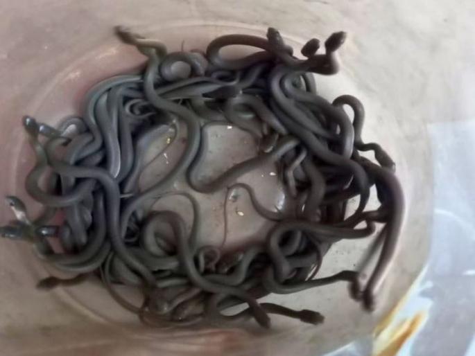Snake eggs found in school kitchen at Dhule; As many as 76 pandiwad snakes were rescue | शाळेतील किचनमध्ये आढळली सापाची अंडी; तब्बल ७६ पानदिवड सापांना दिले जीवदान