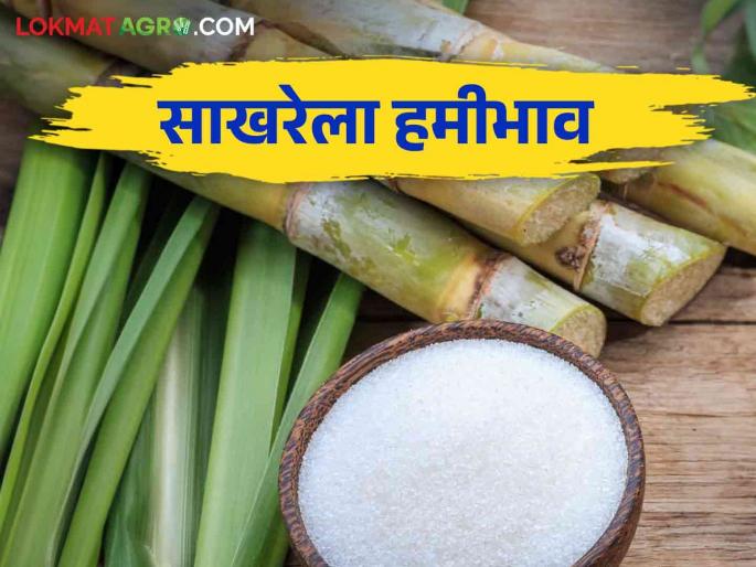 Sugar will soon get a guaranteed price of 4200 | साखरेला लवकरच ४२०० इतका हमीभाव मिळणार Sugar will soon get a guaranteed price of 4200 | साखरेला लवकरच ४२०० इतका हमीभाव मिळणार