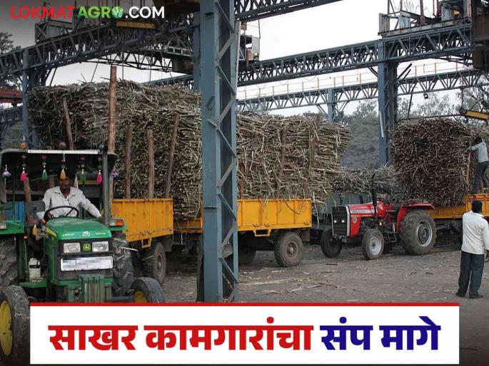 Sakhar Kamgar Strike : State sugar factory workers strike stopped; What was the solution? | Sakhar Kamgar Strike : राज्य साखर कारखाना कामगारांचा संप स्थगित; काय निघाला तोडगा Sakhar Kamgar Strike : State sugar factory workers strike stopped; What was the solution? | Sakhar Kamgar Strike : राज्य साखर कारखाना कामगारांचा संप स्थगित; काय निघाला तोडगा