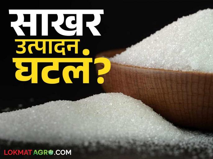 Sugar Production: Big decline in sugar production in 'this' section compared to last year. Read in detail | Sugar Production: गतवर्षीच्या तुलनेत साखरेच्या उत्पादनात 'या' विभागात मोठी घट वाचा सविस्तर Sugar Production: Big decline in sugar production in 'this' section compared to last year. Read in detail | Sugar Production: गतवर्षीच्या तुलनेत साखरेच्या उत्पादनात 'या' विभागात मोठी घट वाचा सविस्तर