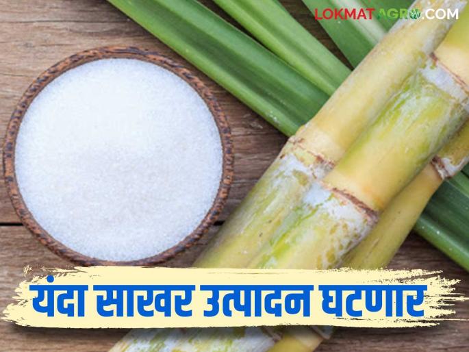 Sugar production in the state will decrease compared to last year; How much sugar production will there be this year? Read in detail | गेल्या वर्षीच्या तुलनेत राज्यात साखर उत्पादन घटणार; यंदा किती साखर उत्पादन? वाचा सविस्तर Sugar production in the state will decrease compared to last year; How much sugar production will there be this year? Read in detail | गेल्या वर्षीच्या तुलनेत राज्यात साखर उत्पादन घटणार; यंदा किती साखर उत्पादन? वाचा सविस्तर