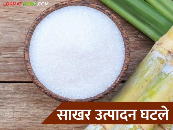 Sugar production has decreased this year compared to last year; How much sugar production has been done so far? | Sugar Production 2024-25 : गेल्या वर्षाच्या तुलनेत यंदा साखर उत्पादनात घट; आत्तापर्यंत किती साखर उत्पादन? Sugar production has decreased this year compared to last year; How much sugar production has been done so far? | Sugar Production 2024-25 : गेल्या वर्षाच्या तुलनेत यंदा साखर उत्पादनात घट; आत्तापर्यंत किती साखर उत्पादन?