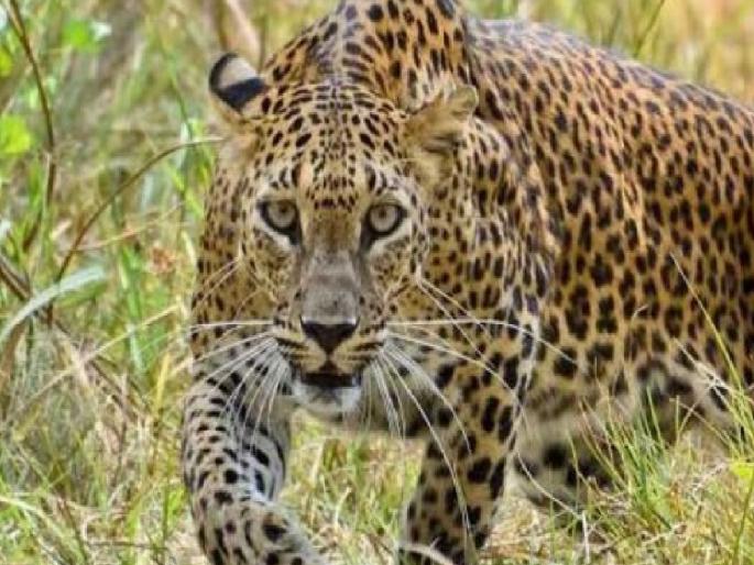 Old man saves entire family from leopard that entered house in Ratnagiri district | घरात घुसलेल्या बिबट्यापासून वृद्धाने वाचवले अख्खे कुटुंब!, रत्नागिरी जिल्ह्यातील घटना Old man saves entire family from leopard that entered house in Ratnagiri district | घरात घुसलेल्या बिबट्यापासून वृद्धाने वाचवले अख्खे कुटुंब!, रत्नागिरी जिल्ह्यातील घटना