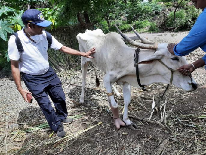 Humanity : Free Treatment and Implants artificial legs for handicapped Cows; incidents in pune near | मानवता परमो धर्म : मोफत उपचार करून अपंग गायीला बसवला 'कृत्रिम' पाय;पुण्याजवळील घटना Humanity : Free Treatment and Implants artificial legs for handicapped Cows; incidents in pune near | मानवता परमो धर्म : मोफत उपचार करून अपंग गायीला बसवला 'कृत्रिम' पाय;पुण्याजवळील घटना