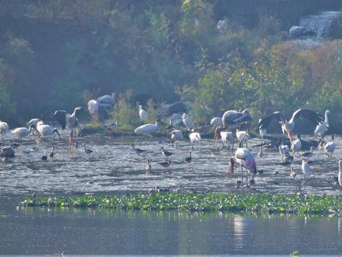 salim ali bird sanctuary pune birds say, put a reservation on our rightful home | डॉ. सलिम अली जयंती विशेष : पक्षी म्हणताहेत, आमच्या हक्काच्या घरावर आरक्षण टाका! salim ali bird sanctuary pune birds say, put a reservation on our rightful home | डॉ. सलिम अली जयंती विशेष : पक्षी म्हणताहेत, आमच्या हक्काच्या घरावर आरक्षण टाका!