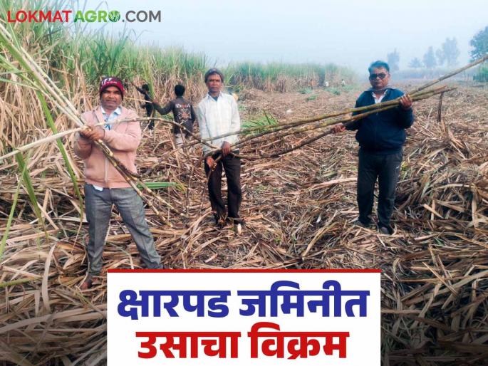 Farmer Anil Patil produces 105 tons of sugarcane per acre in saline soil | शेतकरी अनिल पाटलांनी क्षारपड जमिनीत घेतले एकरी १०५ टन ऊस उत्पादन Farmer Anil Patil produces 105 tons of sugarcane per acre in saline soil | शेतकरी अनिल पाटलांनी क्षारपड जमिनीत घेतले एकरी १०५ टन ऊस उत्पादन