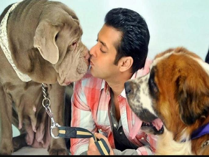 Salman Khan's unconditional love for his pets | सलमान खानच्या आयुष्यात यांना आहे सगळ्यात जास्त महत्त्व Salman Khan's unconditional love for his pets | सलमान खानच्या आयुष्यात यांना आहे सगळ्यात जास्त महत्त्व