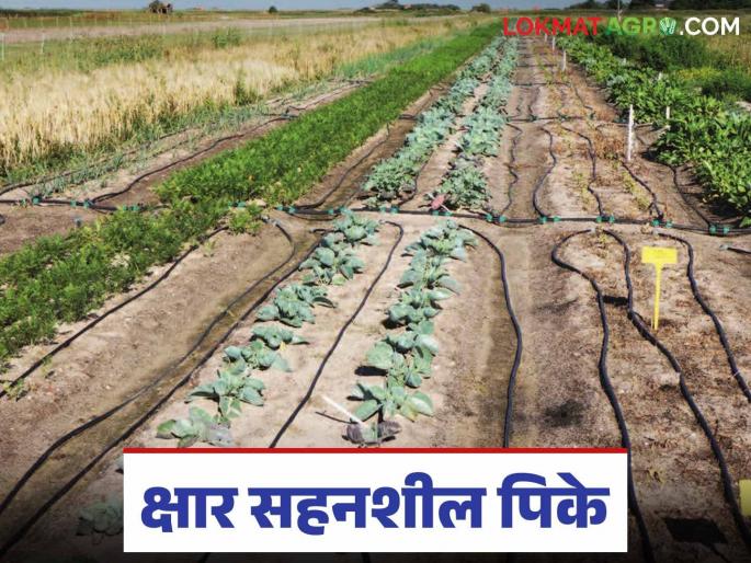 Is your land soil is saline? Should you plant these crops to reduce salinity? | तुमची जमीन क्षारपड झाली आहे? क्षार कमी करण्यासाठी करा या पिकांची लागवड? Is your land soil is saline? Should you plant these crops to reduce salinity? | तुमची जमीन क्षारपड झाली आहे? क्षार कमी करण्यासाठी करा या पिकांची लागवड?