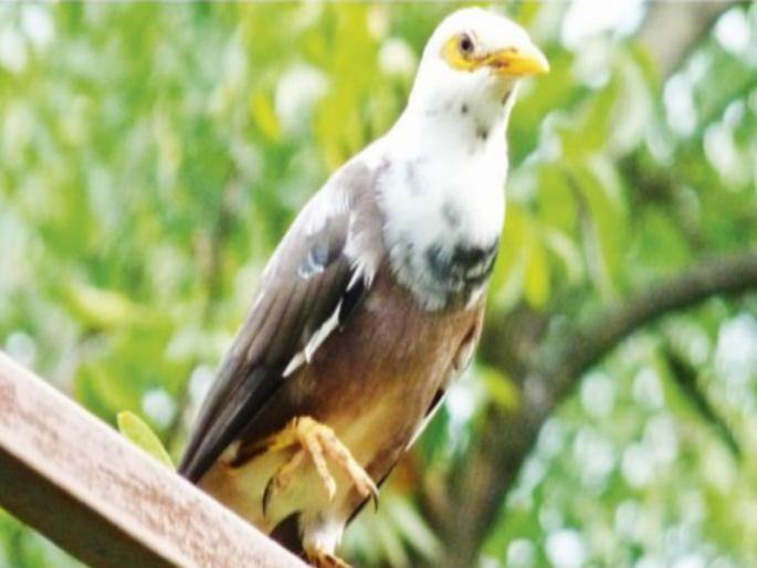 these birds are known as albino a sight of white salunki in Pune | पुण्यात पांढऱ्या साळुंकीचे दर्शन; अल्बिनो नावाने ओळखतात हे पक्षी