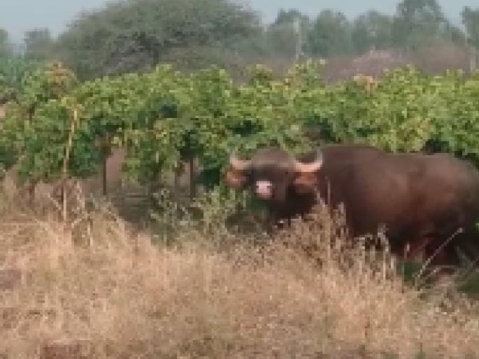 gaur in Savalj area of Sangli, Citizen panic | सांगलीतील सावळज परिसरात गव्याचा धुमाकूळ, नागरिकात घबराट gaur in Savalj area of Sangli, Citizen panic | सांगलीतील सावळज परिसरात गव्याचा धुमाकूळ, नागरिकात घबराट