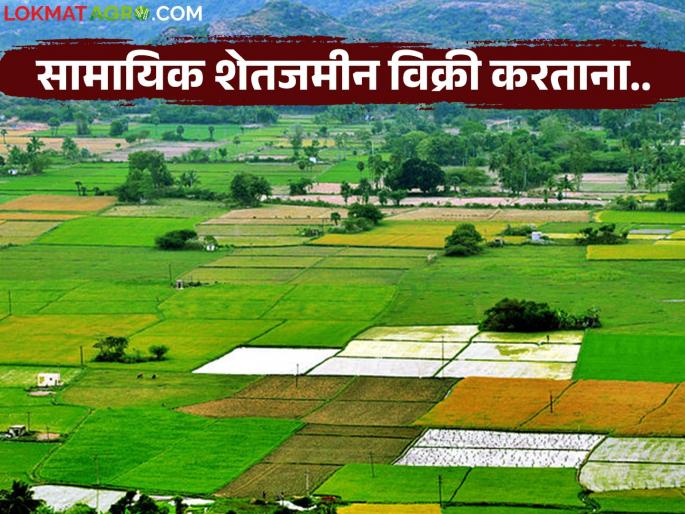 Can a share in agricultural land that is a common area be sold? What is the law? Read in detail | सामायिक क्षेत्र असलेल्या शेतजमिनीतील हिस्सा विकता येतो का? काय आहे कायदा? वाचा सविस्तर Can a share in agricultural land that is a common area be sold? What is the law? Read in detail | सामायिक क्षेत्र असलेल्या शेतजमिनीतील हिस्सा विकता येतो का? काय आहे कायदा? वाचा सविस्तर