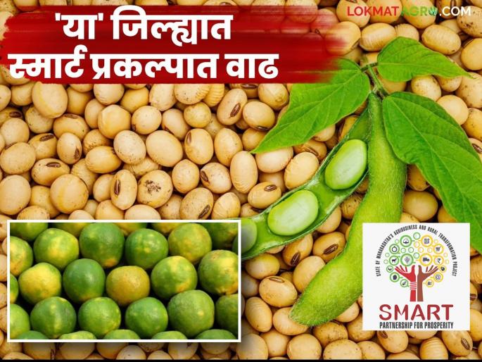 Agriculture Smart Project: latest news 28 smart projects in Jalna district, Mosambi Gridding has the highest number of projects | Agriculture Smart Project : जालना जिल्ह्यात २८ स्मार्ट प्रकल्प, मोसंबी ग्रिडिंग प्रकल्पांची संख्या सर्वाधिक Agriculture Smart Project: latest news 28 smart projects in Jalna district, Mosambi Gridding has the highest number of projects | Agriculture Smart Project : जालना जिल्ह्यात २८ स्मार्ट प्रकल्प, मोसंबी ग्रिडिंग प्रकल्पांची संख्या सर्वाधिक