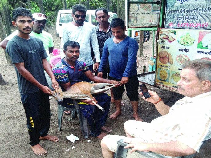 Shrivardhan rescues Samra's puppy from dogs | श्रीवर्धनमध्ये कुत्र्यांच्या तावडीतून सांबराच्या पिल्लाची सुटका Shrivardhan rescues Samra's puppy from dogs | श्रीवर्धनमध्ये कुत्र्यांच्या तावडीतून सांबराच्या पिल्लाची सुटका