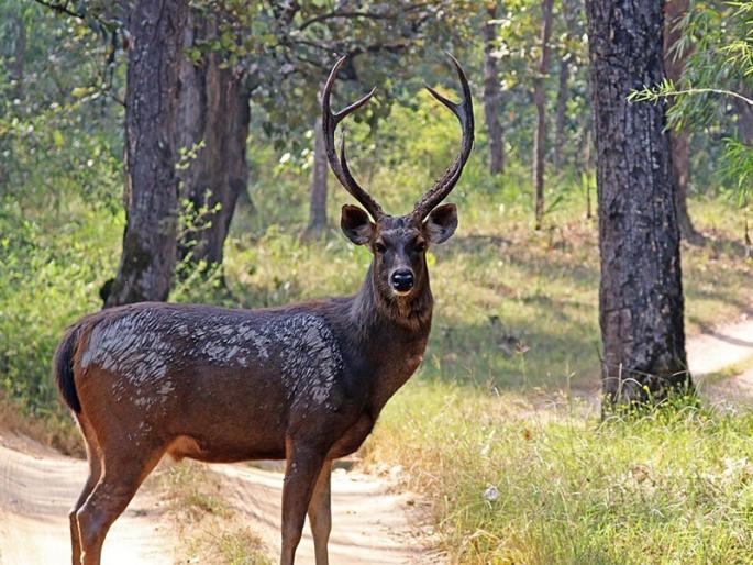 Sambar died in a collision with an unknown vehicle on the Pune-Nashik highway | पुणे-नाशिक महामार्गावर अज्ञात वाहनाच्या धडकेत सांबर मृत्युमुखी Sambar died in a collision with an unknown vehicle on the Pune-Nashik highway | पुणे-नाशिक महामार्गावर अज्ञात वाहनाच्या धडकेत सांबर मृत्युमुखी