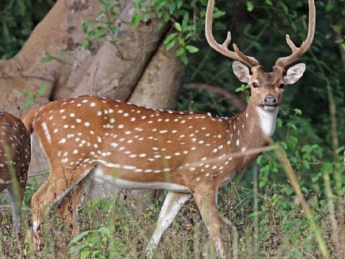 Five persons from Naam village in Satara district have been arrested in connection with sambar hunting | सांबर शिकार प्रकरणी पाच जण ताब्यात, वन विभागाची कारवाई Five persons from Naam village in Satara district have been arrested in connection with sambar hunting | सांबर शिकार प्रकरणी पाच जण ताब्यात, वन विभागाची कारवाई