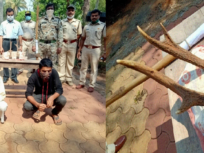 Soap horns | जखमी सांबरावर उपचार करण्याऐवजी तोडली शिंगे, लपविली घरात न्यायालयाने सुनावली कोठडी
