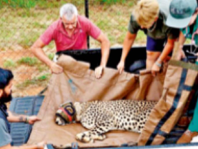 'Sasha', 'Uday' and 'Daksha' are gone; 17 cheetahs left | ‘साशा’, ‘उदय’ आणि ‘दक्षा’ गेले; उरले १७ चित्ते! 'Sasha', 'Uday' and 'Daksha' are gone; 17 cheetahs left | ‘साशा’, ‘उदय’ आणि ‘दक्षा’ गेले; उरले १७ चित्ते!