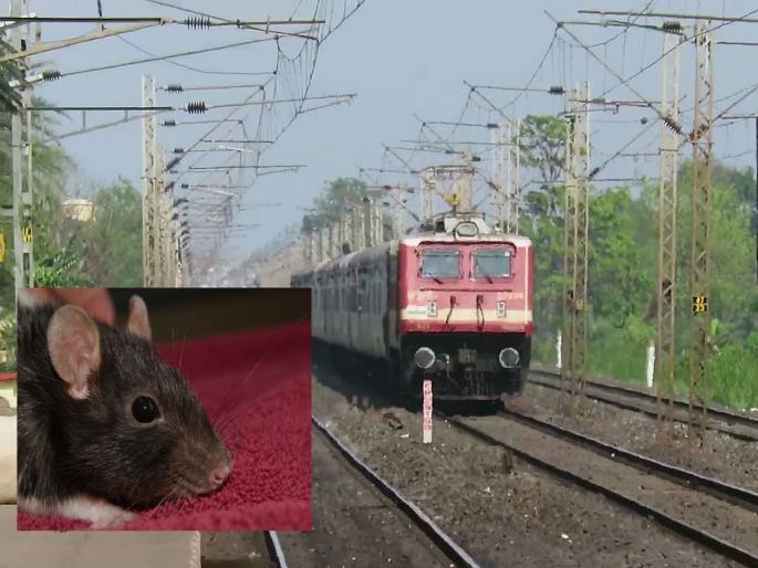 Sampark Kranti Express had to be stopped due to a rat, the shocking reason came to light | Sampark Kranti Express: उंदरामुळे थांबवावी लागली संपर्क क्रांती एक्स्प्रेस, समोर आलं धक्कादायक कारण    Sampark Kranti Express had to be stopped due to a rat, the shocking reason came to light | Sampark Kranti Express: उंदरामुळे थांबवावी लागली संपर्क क्रांती एक्स्प्रेस, समोर आलं धक्कादायक कारण