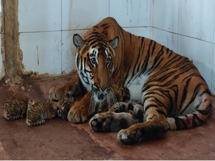 Good news! Samrudhi tiger gave birth to five calves | गुड न्यूज ! सिद्धार्थ प्राणिसंग्रहालयात समृद्धी वाघिणीने दिला पाच बछड्यांना जन्म Good news! Samrudhi tiger gave birth to five calves | गुड न्यूज ! सिद्धार्थ प्राणिसंग्रहालयात समृद्धी वाघिणीने दिला पाच बछड्यांना जन्म
