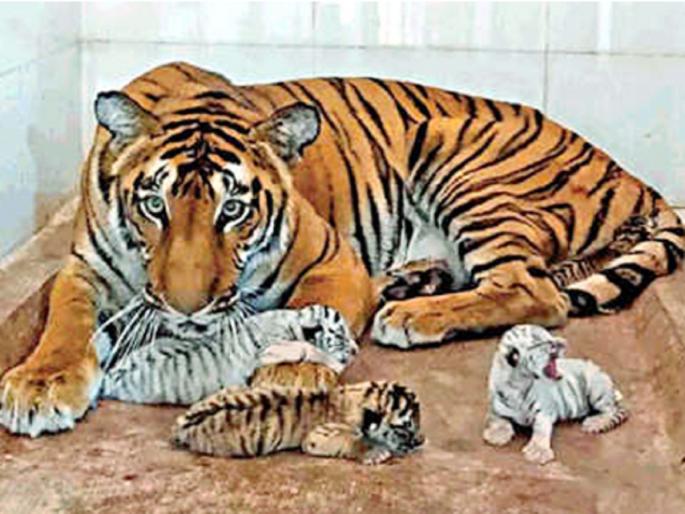 Siddharth zoo will soon move the cradle! 'Samriddhi' tigress will become a mother for the third time | सिद्धार्थ प्राणिसंग्रहालयात लवकरच पाळणा हलणार ! ‘समृद्धी’ वाघीण तिसऱ्यांदा आई बनणार Siddharth zoo will soon move the cradle! 'Samriddhi' tigress will become a mother for the third time | सिद्धार्थ प्राणिसंग्रहालयात लवकरच पाळणा हलणार ! ‘समृद्धी’ वाघीण तिसऱ्यांदा आई बनणार