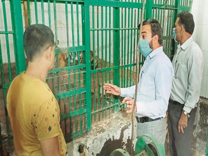 Mother-calves are in good health; Experts examine the calves of 'Samrudhi' | आई-बछड्यांची प्रकृती ठणठणीत; ‘समृद्धी’च्या बछड्यांची तज्ज्ञांकडून पाहणी