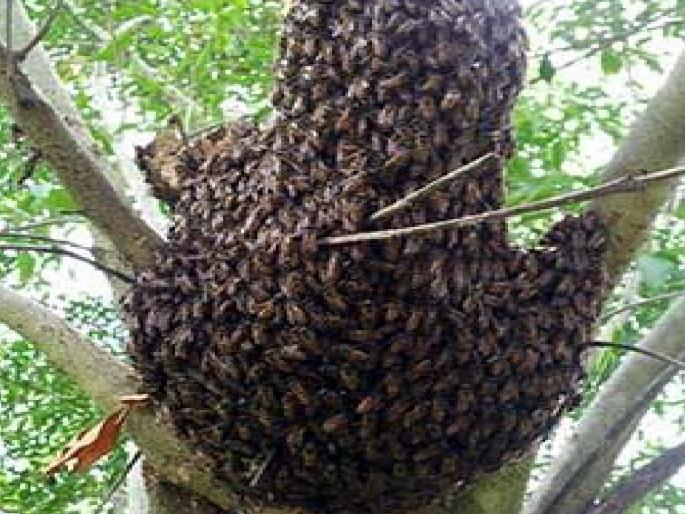 15 people injured in a bee attack at a wrestling match in Sanbur of Satara district | Satara: सणबूरमध्ये कुस्तीच्या फडात आग्या मोहोळाचा हल्ला; १५ जखमी