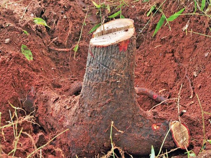 'Mokka' on sandalwood gang infiltrating government establishment | शासकिय अस्थापनांमध्ये घुसखोरी करणाऱ्या चंदन टोळीवर ‘मोक्का’