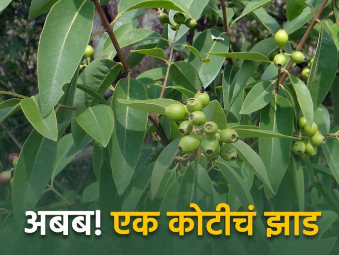 An income of Rs 1.25 crore from the sale of one tree | एका झाडाच्या विक्रीतून १.२५ कोटी रुपयांचे उत्पन्न An income of Rs 1.25 crore from the sale of one tree | एका झाडाच्या विक्रीतून १.२५ कोटी रुपयांचे उत्पन्न