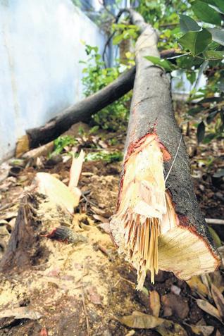  Theft of sandalwood from Gangapur Road area | गंगापूररोड परिसरातून चंदनवृक्षाची चोरी
