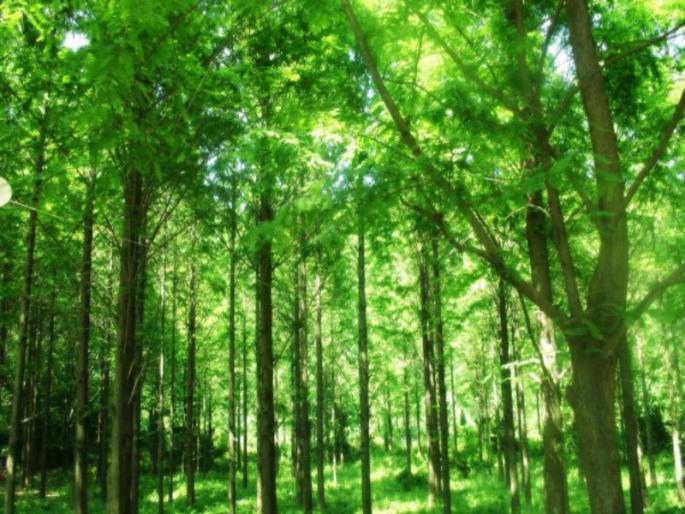 Theft of five sandalwood tree trunks; Incidents in Pimpri | चंदनाच्या पाच झाडांच्या खोडांची चोरी; पिंपरीतील घटना Theft of five sandalwood tree trunks; Incidents in Pimpri | चंदनाच्या पाच झाडांच्या खोडांची चोरी; पिंपरीतील घटना