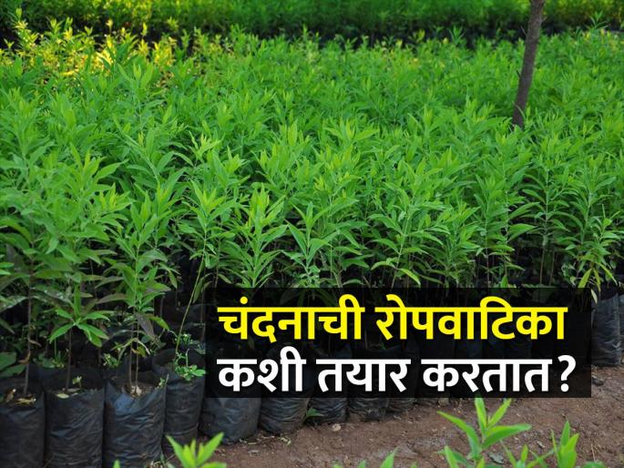 How to prepare a nursery for sandalwood cultivation? | चंदन लागवडीसाठी रोपवाटिका कशी तयार करावी? How to prepare a nursery for sandalwood cultivation? | चंदन लागवडीसाठी रोपवाटिका कशी तयार करावी?