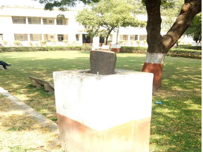 Sandalwood from the city goes to Karnataka, Amravati; The price depends on the grade of the core | शहरातील चंदन जाते कर्नाटक, अमरावतीला; गाभ्याच्या प्रतवारीनुसार ठरतो भाव Sandalwood from the city goes to Karnataka, Amravati; The price depends on the grade of the core | शहरातील चंदन जाते कर्नाटक, अमरावतीला; गाभ्याच्या प्रतवारीनुसार ठरतो भाव