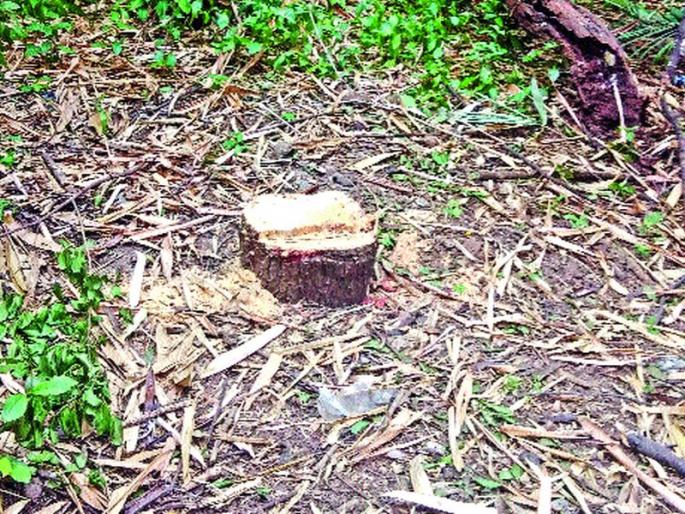 Stolen thunderbolt again! | पुन्हा चोरले चंदनाचे झाड ! Stolen thunderbolt again! | पुन्हा चोरले चंदनाचे झाड !