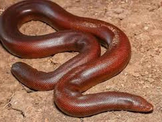 Sand boa snake smuggler arrested in Akola | मांडूळ जातीच्या सापाची तस्करी करणारा अटकेत Sand boa snake smuggler arrested in Akola | मांडूळ जातीच्या सापाची तस्करी करणारा अटकेत