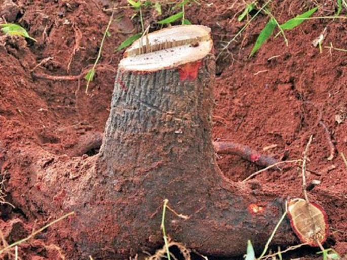 Smugglers cut off Indiranagar on sandalwood tree | इंदिरानगरला चंदनवृक्षावर तस्करांनी फिरविला कटर