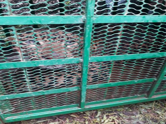 The well left out of the leopard came out well | विहिरीत पडलेल्या बिबट्याला सुखरूप काढले बाहेर