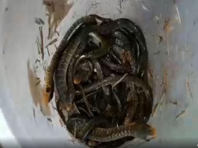 12 snakes gets life in sangamner | सर्पमित्राने सापाच्या १२ अंड्यातील पिल्लांना दिले जीवदान 12 snakes gets life in sangamner | सर्पमित्राने सापाच्या १२ अंड्यातील पिल्लांना दिले जीवदान
