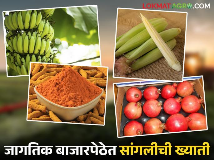 This district of the state has captured the global market; exports a whopping 64 thousand tons of agricultural products | राज्यातील 'या' जिल्ह्याने काबीज केली जागतिक बाजारपेठ; तब्बल ६४ हजार टन शेतमाल निर्यात