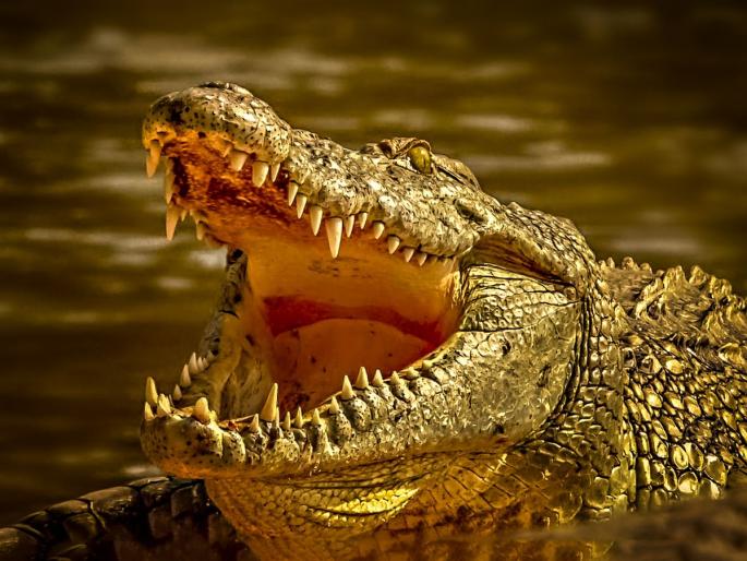 Sangli: Crocodile attacks on swimmer In Krishna River | कृष्णा नदीत पोहायला गेलेल्या जलतरणपटूवर मगरीचा हल्ला, सांगलीकरांमध्ये घबराट! Sangli: Crocodile attacks on swimmer In Krishna River | कृष्णा नदीत पोहायला गेलेल्या जलतरणपटूवर मगरीचा हल्ला, सांगलीकरांमध्ये घबराट!
