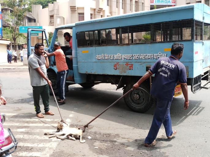 Sangli: Five dogs were bitten by a dog thrown at the municipal door | सांगली : महापालिकेच्या दारातच पिसाळलेल्या कुत्र्याने पाच जणांना चावले Sangli: Five dogs were bitten by a dog thrown at the municipal door | सांगली : महापालिकेच्या दारातच पिसाळलेल्या कुत्र्याने पाच जणांना चावले