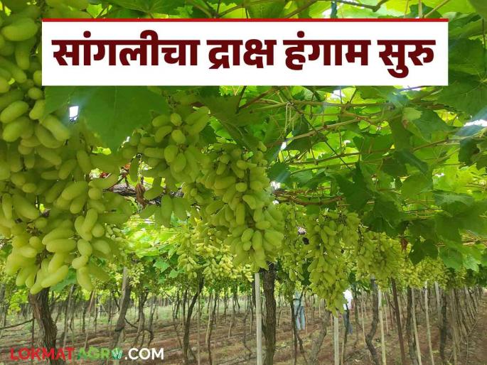 Draksh Bajar Bhav : Grape harvest start in Sangli district; How is the market price for a four kilogram box? | Draksh Bajar Bhav : सांगली जिल्ह्यात द्राक्ष हंगामास प्रारंभ; चार किलोच्या पेटीस कसं मिळतोय दर Draksh Bajar Bhav : Grape harvest start in Sangli district; How is the market price for a four kilogram box? | Draksh Bajar Bhav : सांगली जिल्ह्यात द्राक्ष हंगामास प्रारंभ; चार किलोच्या पेटीस कसं मिळतोय दर
