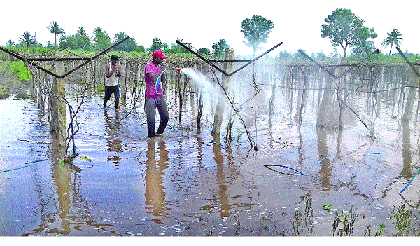 Dangerous danger | द्राक्षशेती धोक्यात