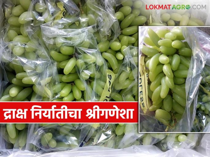 Draksha Niryat : Grape export from Sangli district begins; Nine containers sent to Gulf countries | Draksha Niryat : सांगली जिल्ह्यातून द्राक्ष निर्यातीचा श्रीगणेशा; आखाती देशात नऊ कंटेनर रवाना Draksha Niryat : Grape export from Sangli district begins; Nine containers sent to Gulf countries | Draksha Niryat : सांगली जिल्ह्यातून द्राक्ष निर्यातीचा श्रीगणेशा; आखाती देशात नऊ कंटेनर रवाना