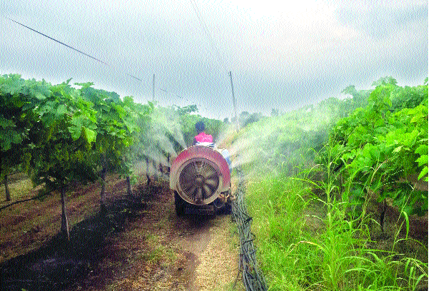 Due to cloudy weather, the risk of 'dowry millidu' for the grapefruit | ढगाळ हवामानामुळे द्राक्षबागांना ‘डाऊनी मिलिड्यू’चा धोका