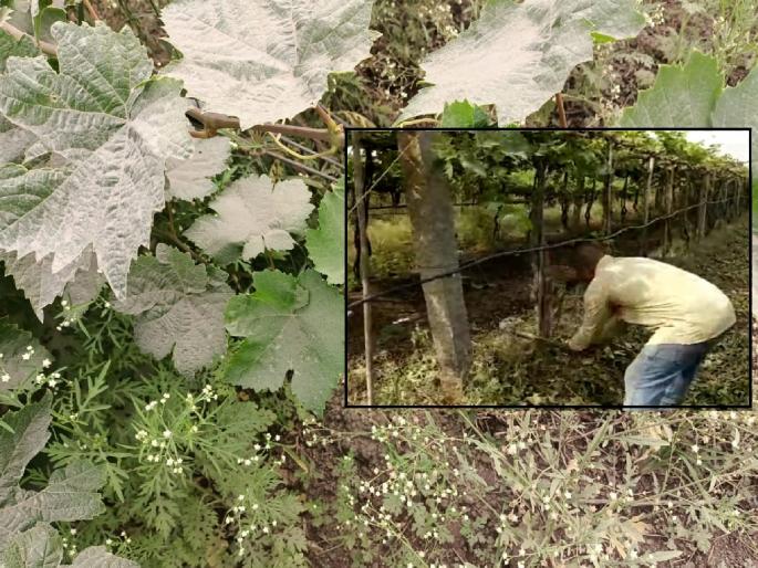 Crops in 85 acres are in danger due to stone crusher dust in Bhoset in Sangli | सांगलीतील भोसेत स्टोन क्रशरच्या धुळीमुळे ८५ एकरांतील पिके संकटात, शेतकऱ्याने द्राक्षबागेवर चालविली कुऱ्हाड Crops in 85 acres are in danger due to stone crusher dust in Bhoset in Sangli | सांगलीतील भोसेत स्टोन क्रशरच्या धुळीमुळे ८५ एकरांतील पिके संकटात, शेतकऱ्याने द्राक्षबागेवर चालविली कुऱ्हाड