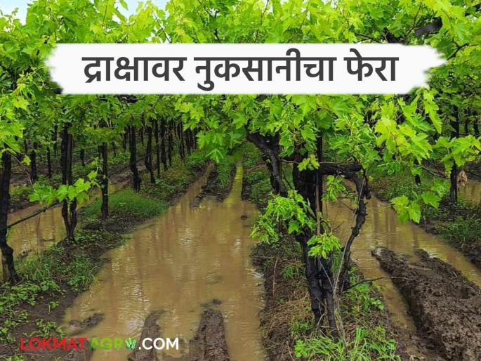 Draksh Sheti : Unseasonal rain has hit grape crop worth 9 thousand crores in 4 years | Draksh Sheti : अवकाळीने द्राक्ष बागांना ४ वर्षांत दिला ९ हजार कोटींचा फटका Draksh Sheti : Unseasonal rain has hit grape crop worth 9 thousand crores in 4 years | Draksh Sheti : अवकाळीने द्राक्ष बागांना ४ वर्षांत दिला ९ हजार कोटींचा फटका
