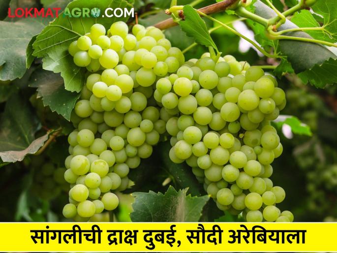 Export of 184 tonnes of grapes from Sangli district overcoming natural crisis | नैसर्गिक संकटावर मात करत सांगली जिल्ह्यातून १८४ टन द्राक्ष निर्यात Export of 184 tonnes of grapes from Sangli district overcoming natural crisis | नैसर्गिक संकटावर मात करत सांगली जिल्ह्यातून १८४ टन द्राक्ष निर्यात