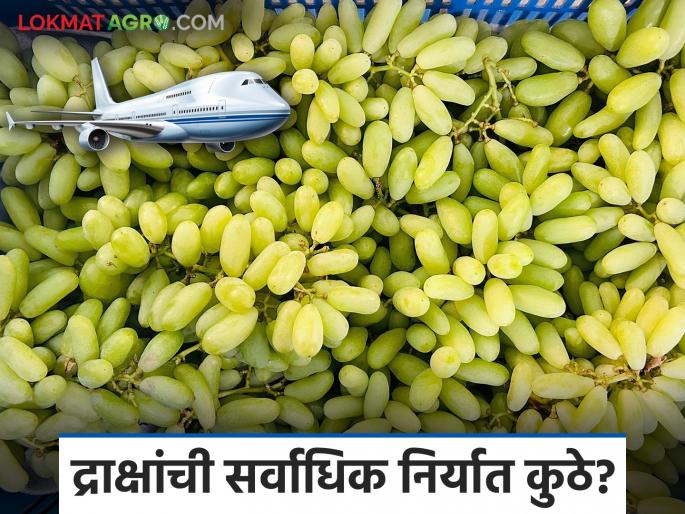 Draksh Niryat : 3600 tons of grapes exported from Sangli district; Which varieties of grapes are in highest demand? Read in detail | Draksh Niryat : सांगली जिल्ह्यातून ३६०० टन द्राक्षांची निर्यात; कोणत्या वाणांच्या द्राक्षांना सर्वाधिक मागणी? वाचा सविस्तर Draksh Niryat : 3600 tons of grapes exported from Sangli district; Which varieties of grapes are in highest demand? Read in detail | Draksh Niryat : सांगली जिल्ह्यातून ३६०० टन द्राक्षांची निर्यात; कोणत्या वाणांच्या द्राक्षांना सर्वाधिक मागणी? वाचा सविस्तर