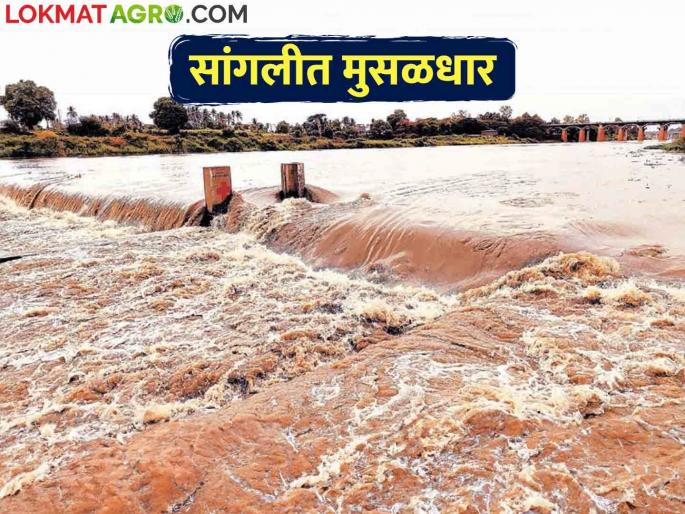 due to heavy rains in Sangli, yerala and agrani river become flooded | Flood सांगलीत मुसळधार पावसाने येरळा, अग्रणीला पूर due to heavy rains in Sangli, yerala and agrani river become flooded | Flood सांगलीत मुसळधार पावसाने येरळा, अग्रणीला पूर