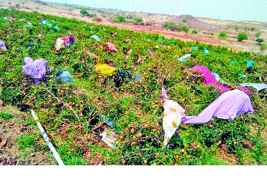 Pomegranate baga basin in Jat taluka | जत तालुक्यात डाळिंब बागा भुईसपाट